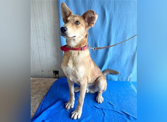 ❤️❤️❤️ lebenslustiger MAXIM - 11 Monate, 50/52cm-15kg - Mischling