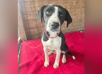 treue Hundeseele LUCY - 1 Jahr, 42cm/14kg - Mischling