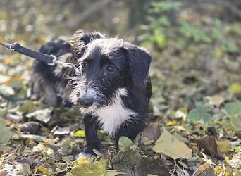 (R) wunderschöne BELLA - 5 Jahre, 50cm/18kg - Mischling