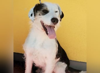 ❤️❤️❤️ fröhlicher Familienhund OREO 3 Jahre, 50cm/17kg