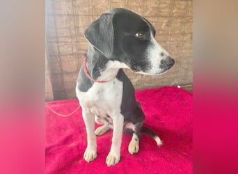 treue Hundeseele LUCY - 1 Jahr, 42cm/14kg - Mischling