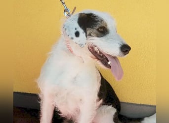 ❤️❤️❤️ fröhlicher Familienhund OREO 3 Jahre, 50cm/17kg