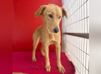 ❤️❤️❤️ Seelenhündin BAMBI - 9 Monate, 45cm/15kg - Mischling