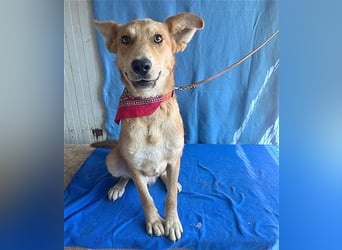 ❤️❤️❤️ lebenslustiger MAXIM - 11 Monate, 50/52cm-15kg - Mischling