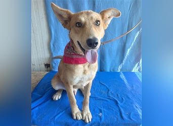 ❤️❤️❤️ lebenslustiger MAXIM - 11 Monate, 50/52cm-15kg - Mischling