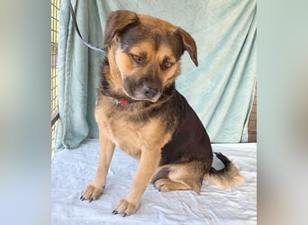 ❤️❤️❤️ lieber Kuschelbär BANDI - 6,5 Jahre, 42cm/20kg - Mischling