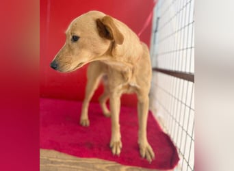 ❤️❤️❤️ Seelenhündin BAMBI - 9 Monate, 45cm/15kg - Mischling