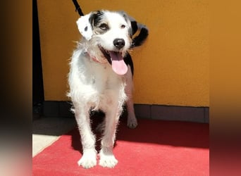 ❤️❤️❤️ fröhlicher Familienhund OREO 3 Jahre, 50cm/17kg