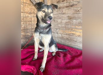 ❤️❤️❤️ WIFI auf der Suche nach Liebe - 9 Monate, 42cm/15kg