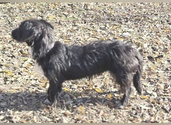 (R) wunderschöne BELLA - 5 Jahre, 50cm/18kg - Mischling