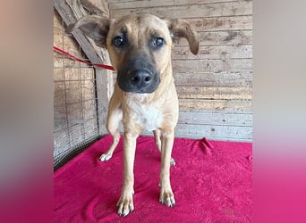 ❤️ RIKO mit den traurigen Augen - 1 Jahr, 50cm/17kg - Mischling