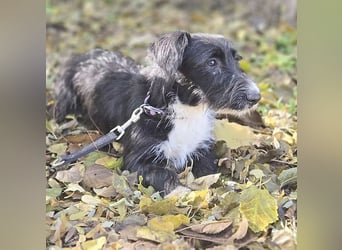 (R) wunderschöne BELLA - 5 Jahre, 50cm/18kg - Mischling