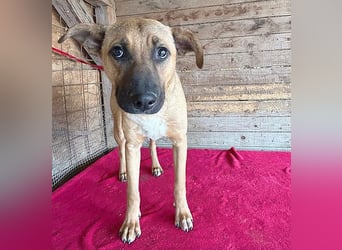 ❤️ RIKO mit den traurigen Augen - 1 Jahr, 50cm/17kg - Mischling