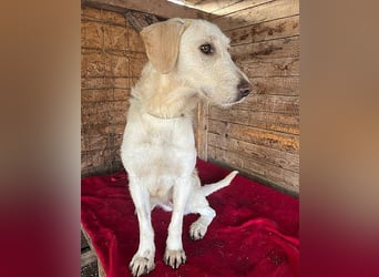 wunderschöne BELLA - 5 Jahre, 50cm/18kg - Mischling