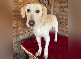 wunderschöne BELLA - 5 Jahre, 50cm/18kg - Mischling