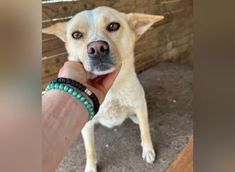 ❤️❤️❤️ erwachte Lebensfreude pur:  LUNA - 4,5 Jahre, 42cm/12kg - Mischling