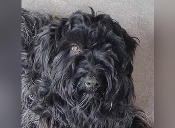 superlieber Familienhund POLDI - 2 Jahre, 42cm - Puli-Schnauzer-Mix