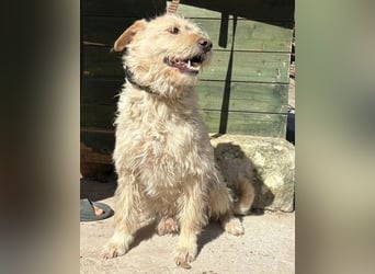 ❤️❤️❤️ lieber Wuschel-Mix FINN - 7 Jahre, 50cm
