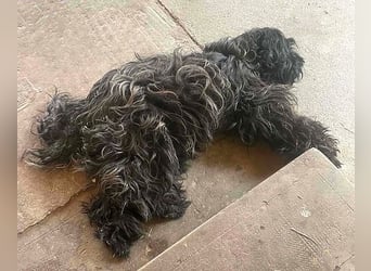 superlieber Familienhund POLDI - 2 Jahre, 42cm - Puli-Schnauzer-Mix