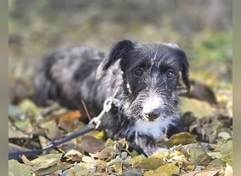 (R) wunderschöne BELLA - 5 Jahre, 50cm/18kg - Mischling