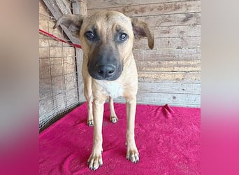 ❤️ RIKO mit den traurigen Augen - 1 Jahr, 50cm/17kg - Mischling