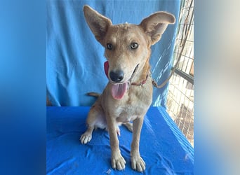 ❤️❤️❤️ lebenslustiger MAXIM - 11 Monate, 50/52cm-15kg - Mischling