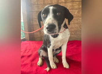 treue Hundeseele LUCY - 1 Jahr, 42cm/14kg - Mischling