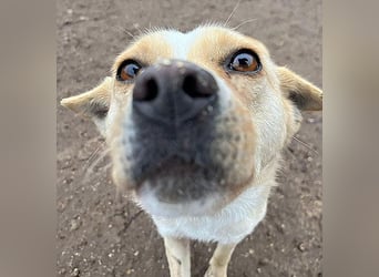 unser Sonnenschein LUNA - 4,5 Jahre, 42cm/12kg - Mischling