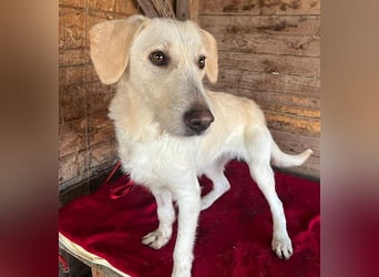 wunderschöne BELLA - 5 Jahre, 50cm/18kg - Mischling