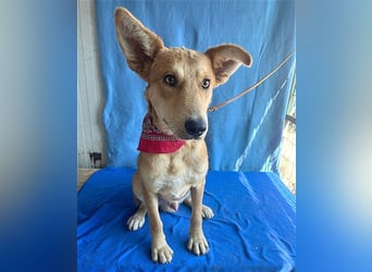 ❤️❤️❤️ lebenslustiger MAXIM - 11 Monate, 50/52cm-15kg - Mischling