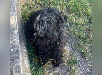 superlieber Familienhund POLDI - 2 Jahre, 42cm - Puli-Schnauzer-Mix
