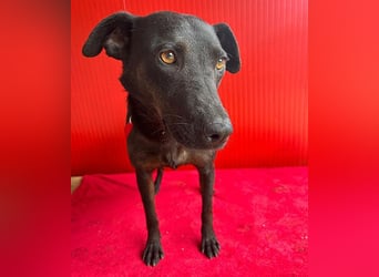 ❤️ liebenswerte DINA - 3 Jahre, 45cm/18kg - Mischling