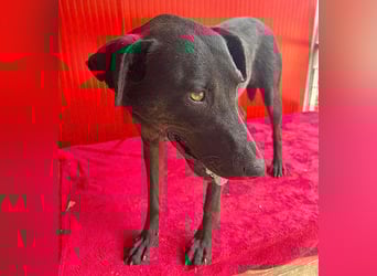 ❤️ liebenswerte DINA - 3 Jahre, 45cm/18kg - Mischling