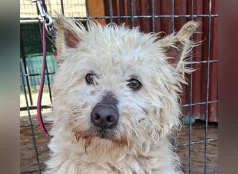 bildhübscher BOZZI - 2 Jahre, 4cm/14kg - kniehoher Mischling