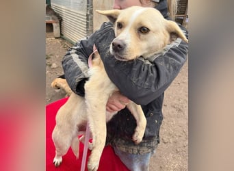 ❤️❤️❤️ erwachte Lebensfreude pur:  LUNA - 4,5 Jahre, 42cm/12kg - Mischling