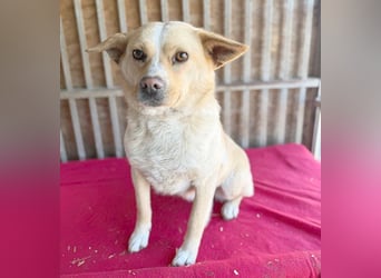 unser Sonnenschein LUNA - 4,5 Jahre, 42cm/12kg - Mischling