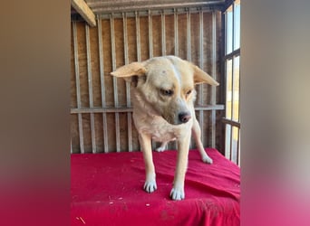 unser Sonnenschein LUNA - 4,5 Jahre, 42cm/12kg - Mischling