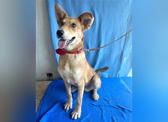 ❤️❤️❤️ lebenslustiger MAXIM - 11 Monate, 50/52cm-15kg - Mischling