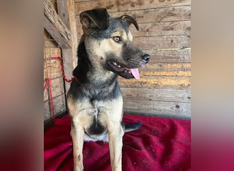 ❤️❤️❤️ WIFI auf der Suche nach Liebe - 9 Monate, 42cm/15kg