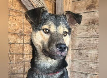 ❤️❤️❤️ WIFI auf der Suche nach Liebe - 9 Monate, 42cm/15kg