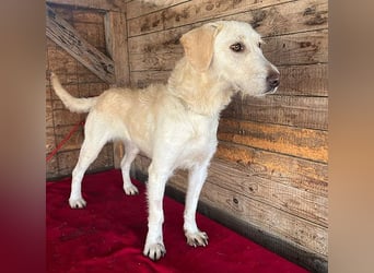 wunderschöne BELLA - 5 Jahre, 50cm/18kg - Mischling