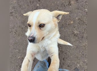 unser Sonnenschein LUNA - 4,5 Jahre, 42cm/12kg - Mischling