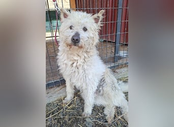 bildhübscher BOZZI - 2 Jahre, 4cm/14kg - kniehoher Mischling