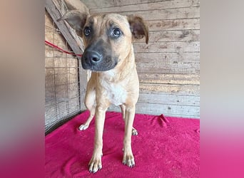 ❤️ RIKO mit den traurigen Augen - 1 Jahr, 50cm/17kg - Mischling