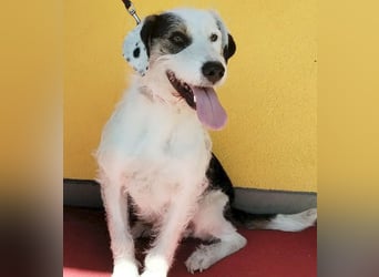 ❤️❤️❤️ fröhlicher Familienhund OREO 3 Jahre, 50cm/17kg