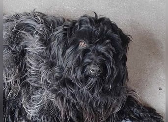 superlieber Familienhund POLDI - 2 Jahre, 42cm - Puli-Schnauzer-Mix