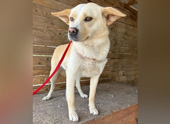 unser Sonnenschein LUNA - 4,5 Jahre, 42cm/12kg - Mischling