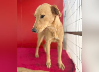 ❤️❤️❤️ Seelenhündin BAMBI - 9 Monate, 45cm/15kg - Mischling