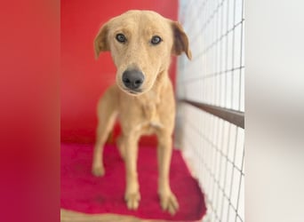 ❤️❤️❤️ Seelenhündin BAMBI - 9 Monate, 45cm/15kg - Mischling