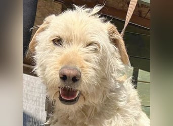 ❤️❤️❤️ lieber Wuschel-Mix FINN - 7 Jahre, 50cm